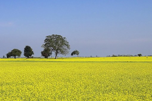 A field of yellow mustard flowers